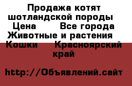 Продажа котят шотландской породы › Цена ­ - - Все города Животные и растения » Кошки   . Красноярский край